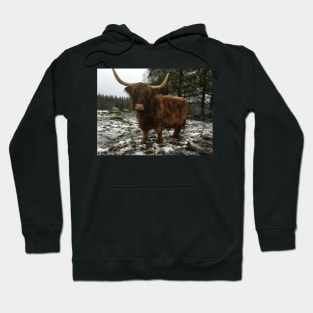 Scottish Highland Cattle Cow 2166 Hoodie